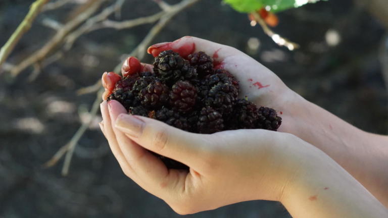 A wonderful harvest of sweet mulberries