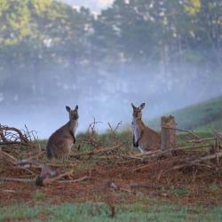 Roos early morning in Deep Creek